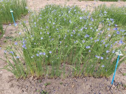 Click for 1 image(s) for this accession.